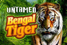 Untamed Bengal Tiger